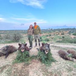 Le sanglier en Tunisie avec l association un monde de chasse