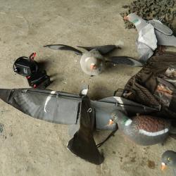 LOT CHASSE PIGEONS