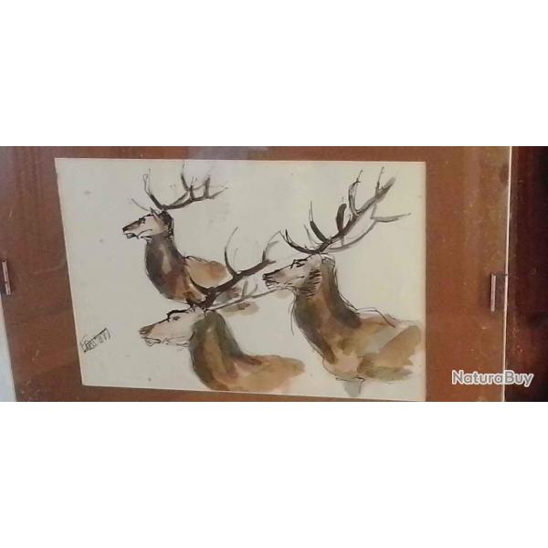 Etude tete de cerfs de Thierry Faure (aquarelle)