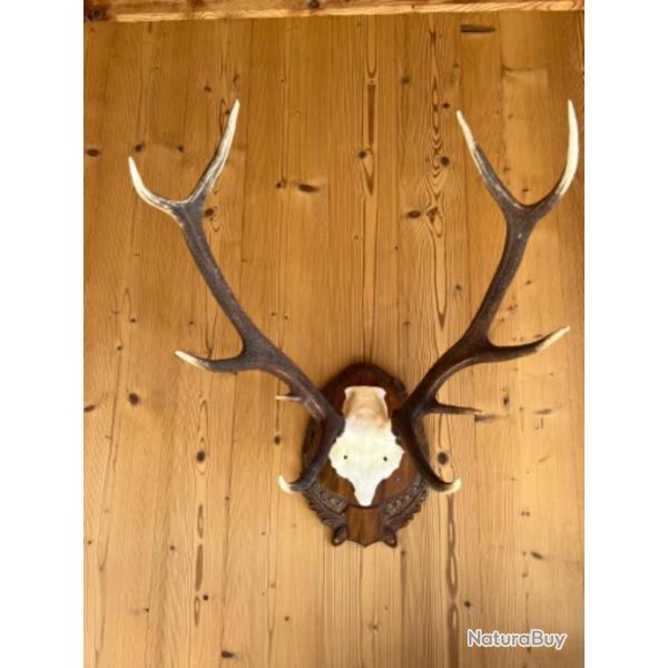 Massacre de cerf 10 corps avec cusson en bois dcoratif gland et feuille de chne #N2
