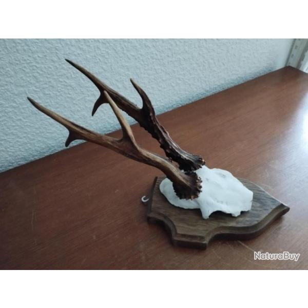 1 TROPHEE MASSACRE BOIS CHEVREUIL BROCARD CORS 22CM