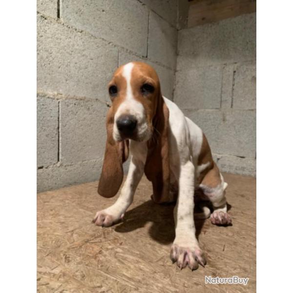 Chiot courant suisse schwytzois