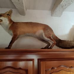 renard naturalisé