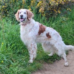 Setter Anglais Lemon Disponible pour saillie (Ile de france, bretagne, Loiret ...)