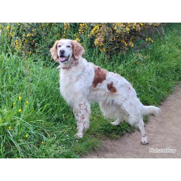 Setter Anglais Lemon Disponible pour saillie (Ile de france, bretagne, Loiret ...)