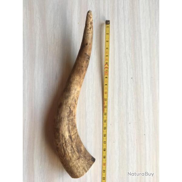 Chute de Bois de cerf  (31)