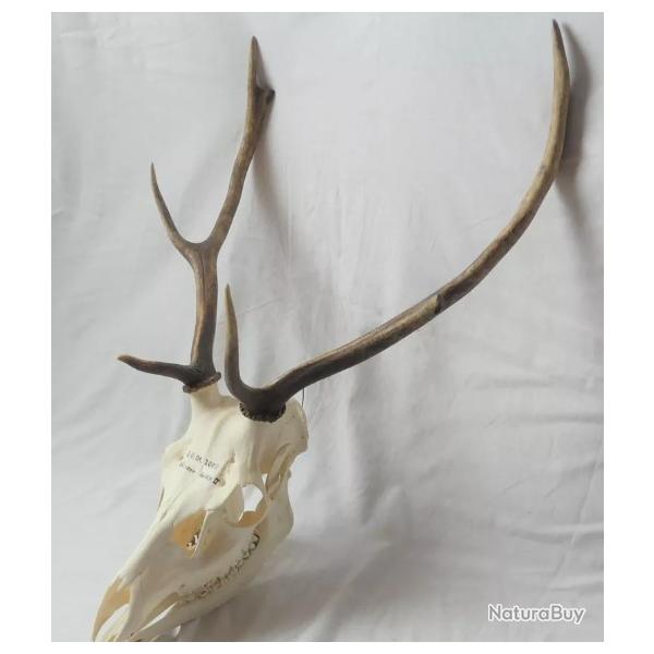 Trs beau trophe de cerf 8 cors avec crne complet - mchoire infrieure et dentition