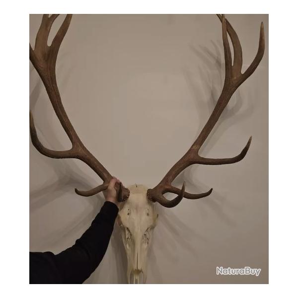 Trs grand trophe de cerf 14 cors - grande envergure 92 cms -
