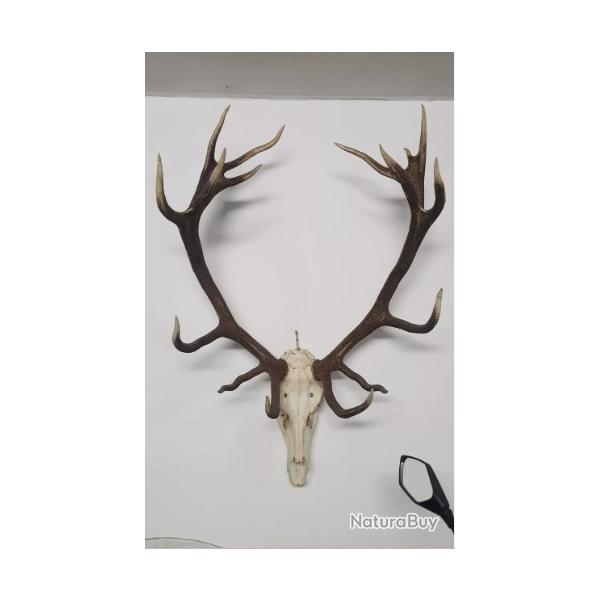 Superbe et grand trophe de cerf 16 cors atypique