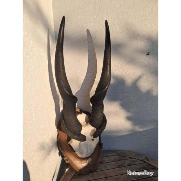 Trophe d'Eland du Cap ; Taurotragus oryx #2511