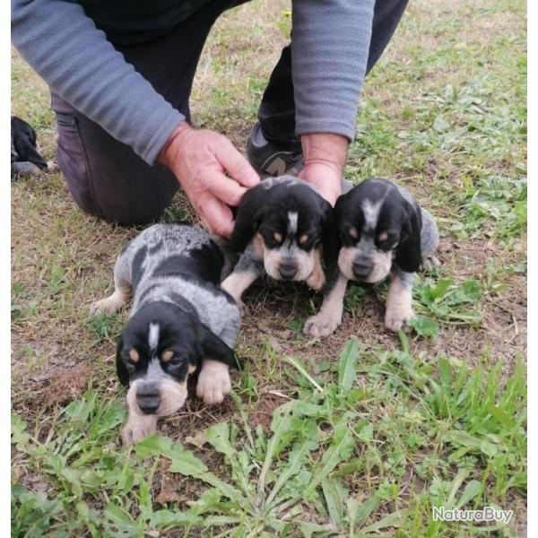 CHIOT PETIT BLEU DE GASCOGNE