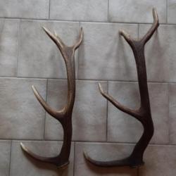 2 BOIS MUES DE CERF 5 CORS A EMPAUMURES 65/73CM