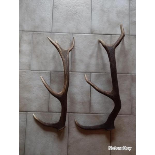 2 BOIS MUES DE CERF 5 CORS A EMPAUMURES 65/73CM