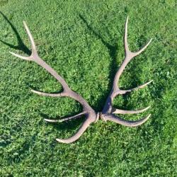 Bois de cerf