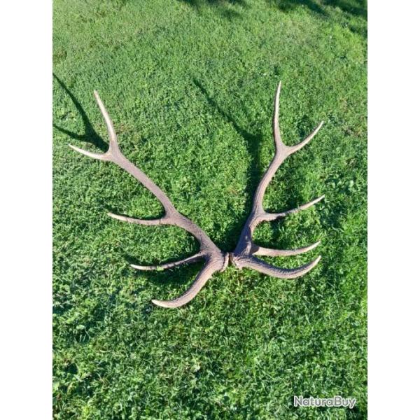 Bois de cerf