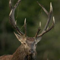 ACTION DE CHASSE GRAND GIBIER