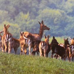 ACTION DE CHASSE GRAND GIBIER