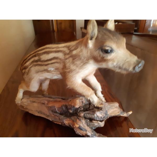 Petit marcassin naturalis