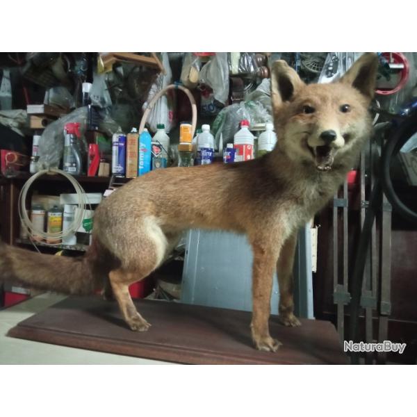 Renard empaills
