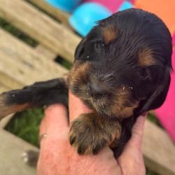 COCKER ANGLAIS chiots LOF 2 mois