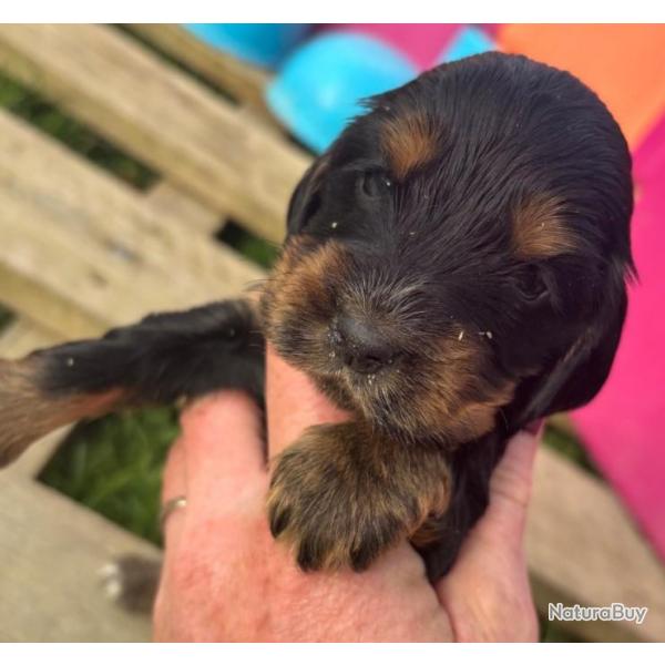 COCKER ANGLAIS chiots LOF 2 mois