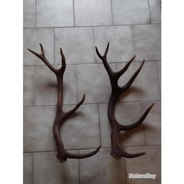 2 BOIS MUES DE CERF 5 ET 6 CORS A EMPAUMURES 72/73CM
