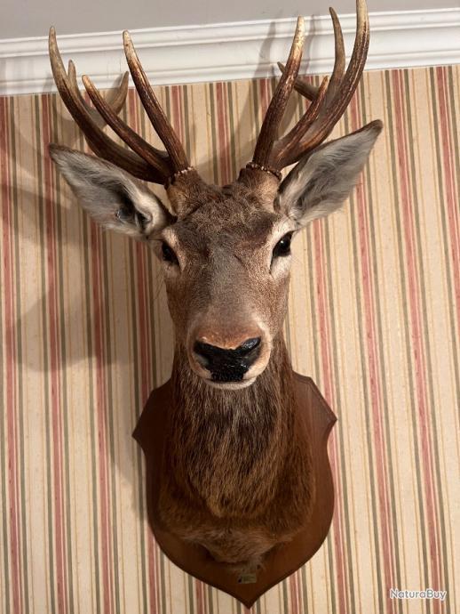 T te De Cerf Empaill e 10 Cors Pi ce De Collection Troph es Grand T te De Cerf Empaill e 10 Cors Pi ce De Collection Troph es Grand