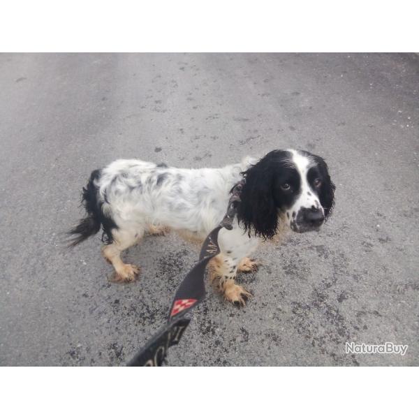 Chien springer