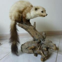 martre ou fouine naturalisée TAXIDERMIE par JACQUES GILBERT