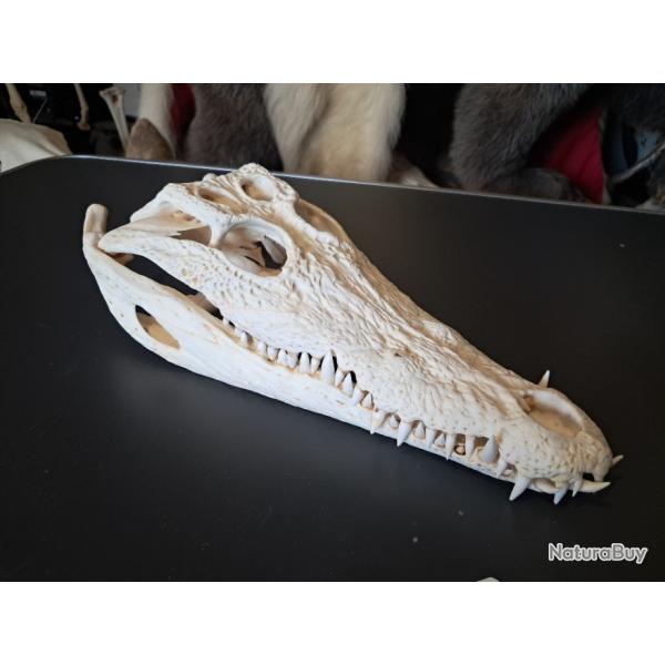Vrai crne de crocodile du Nil ; 33,5 cm ; Crocodylus niloticus #0712