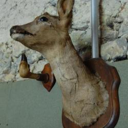 TETE DE CHEVREUIL EMPAILLE