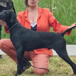 Superbes chiots braque allemand grande slignées