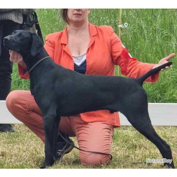 Superbes chiots braque allemand grande slignes