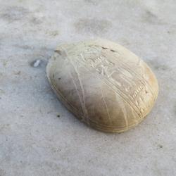 Souvenir de voyage d'Égypte - Ancien Scarabée en pierre dure -  ÉGYPTE (XXé)