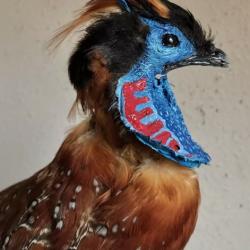 Tragopan de Temminck