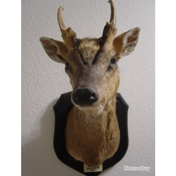 Muntjac