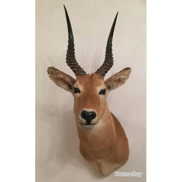 Antilope Puku
