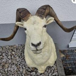 Mouflon de Dall