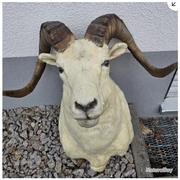 Mouflon de Dall