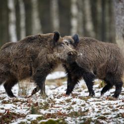 Recherche Carte de chasse ou action sur territoire pour grand gibier à l'approche