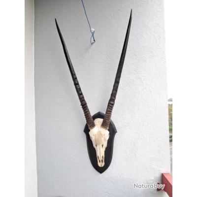 Grand Trophée D'oryx Taxidermie – Rare, Corne Atypique, Afrique Du Sud