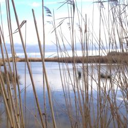 Belle propriété chasse et pêche au coeur du marais breton vendéen