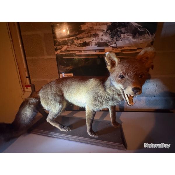 Renard naturalis trs ancien