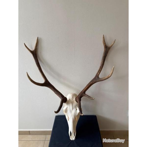 Trophe de cerf 10 cors