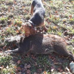 Chasse sanglier cervidés à la journée