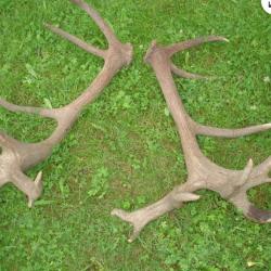 Trois paires de mues de cerfs - 20 cors - 12 cors - 8 cors