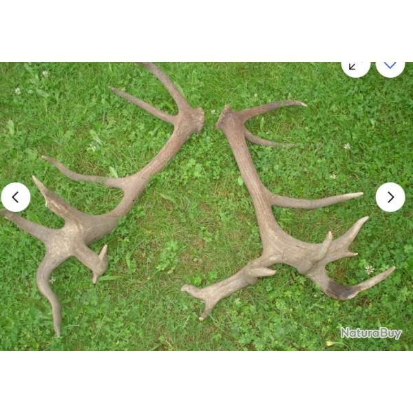 Trois paires de mues de cerfs - 20 cors - 12 cors - 8 cors