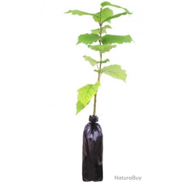 1 Noisetier Commun Jeune Plant En Racines Nues 15/20 cm