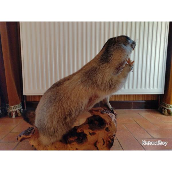 Marmotte adulte naturalise