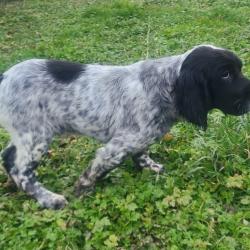 Chiot mâle setter anglais